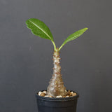 P.ウィンゾリー（実生）173