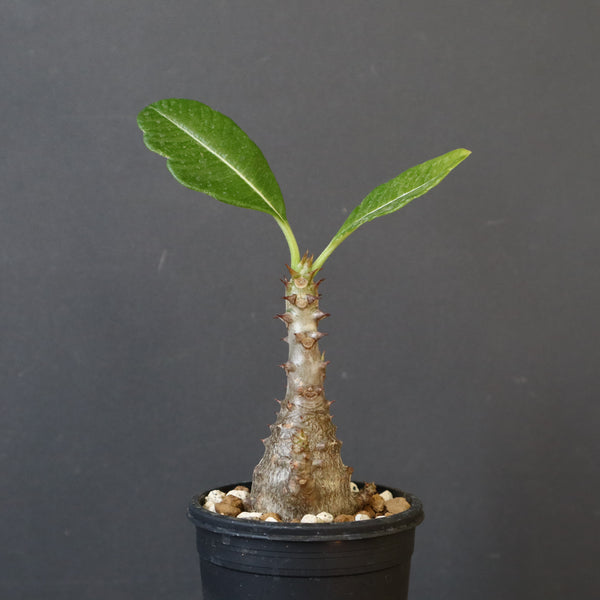 P.ウィンゾリー（実生）173