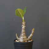 P.ウィンゾリー（実生）173