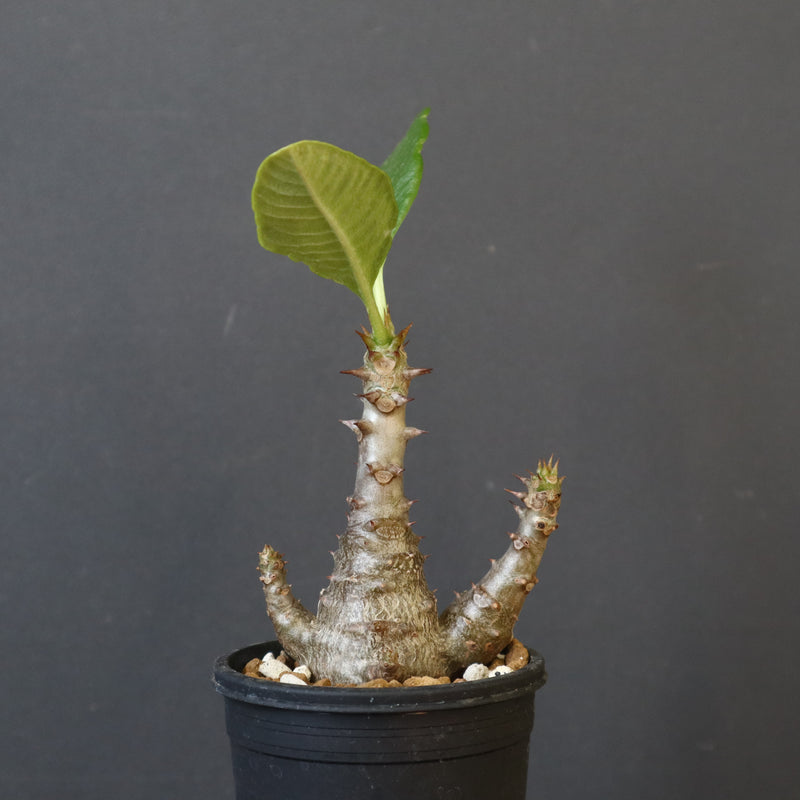 P.ウィンゾリー（実生）173