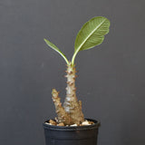 P.ウィンゾリー（実生）173