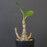 P.ウィンゾリー（実生）173