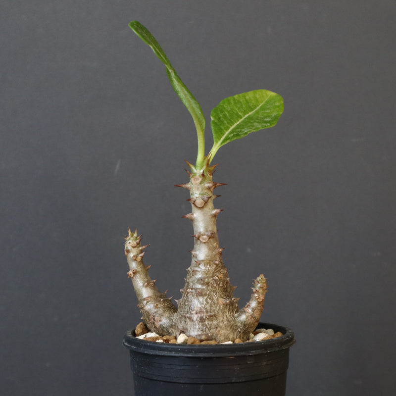 P.ウィンゾリー（実生）173