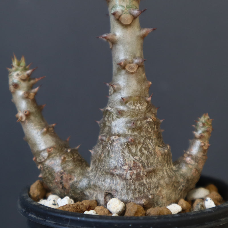 P.ウィンゾリー（実生）173