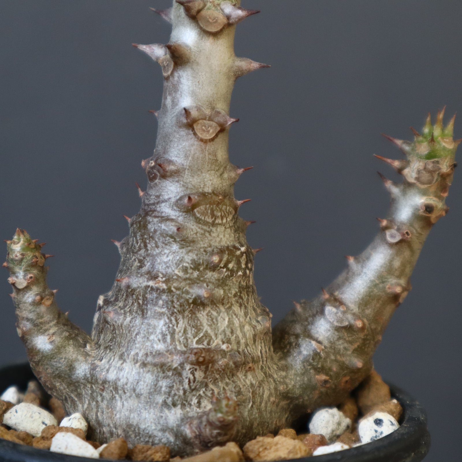 P.ウィンゾリー（実生）173 – TaiShoDo ONLINE SHOP