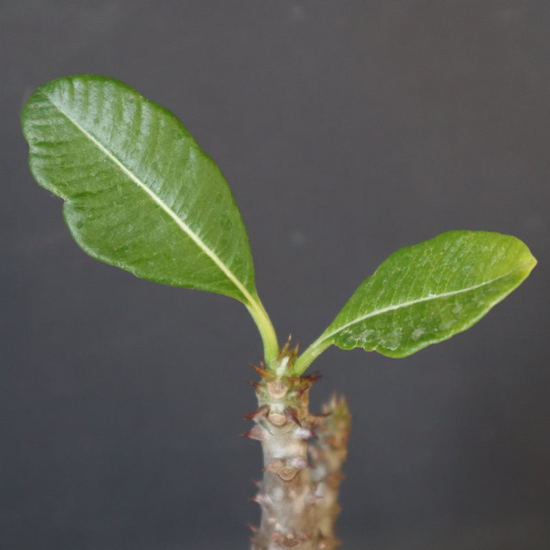 P.ウィンゾリー（実生）173