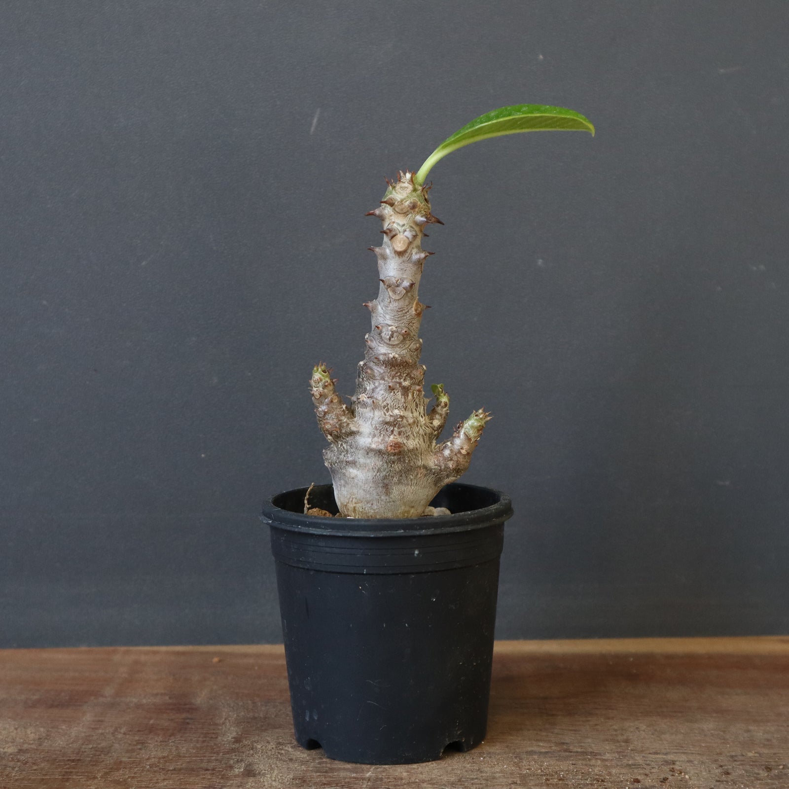 ウィンゾリー　実生　5年 P.ウィンゾリー（実生）178 – TaiShoDo ONLINE SHOP