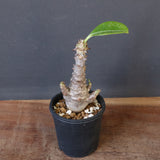 P.ウィンゾリー（実生）178