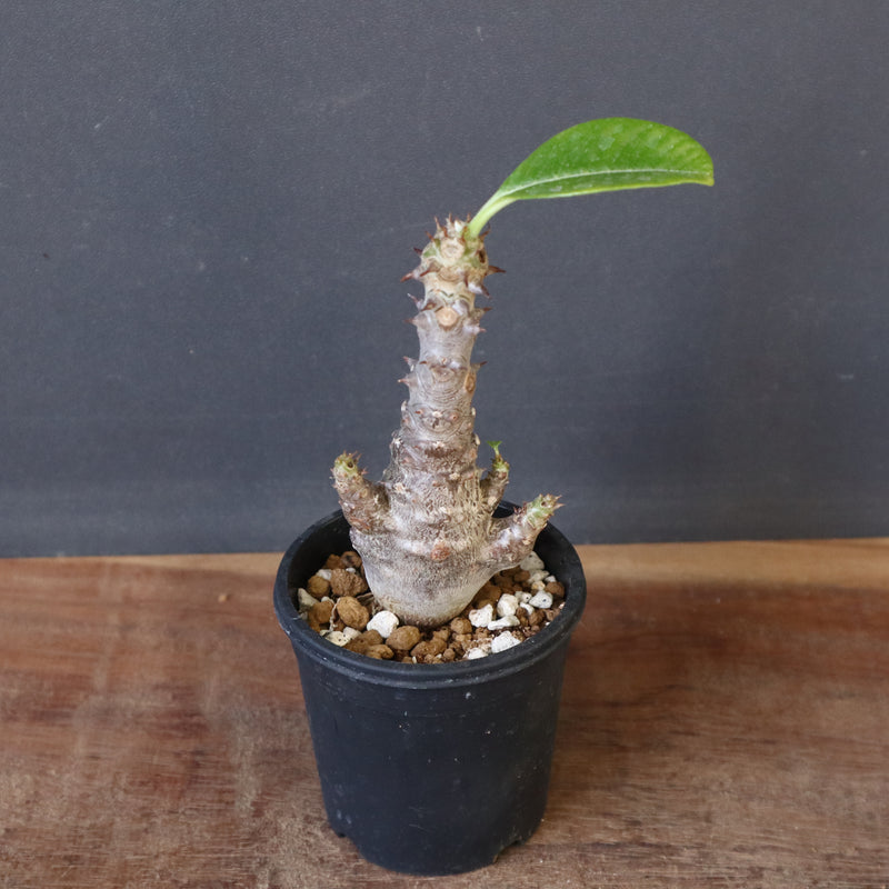 P.ウィンゾリー（実生）178