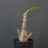 P.ウィンゾリー（実生）178