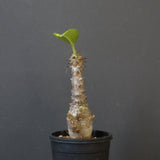 P.ウィンゾリー（実生）178