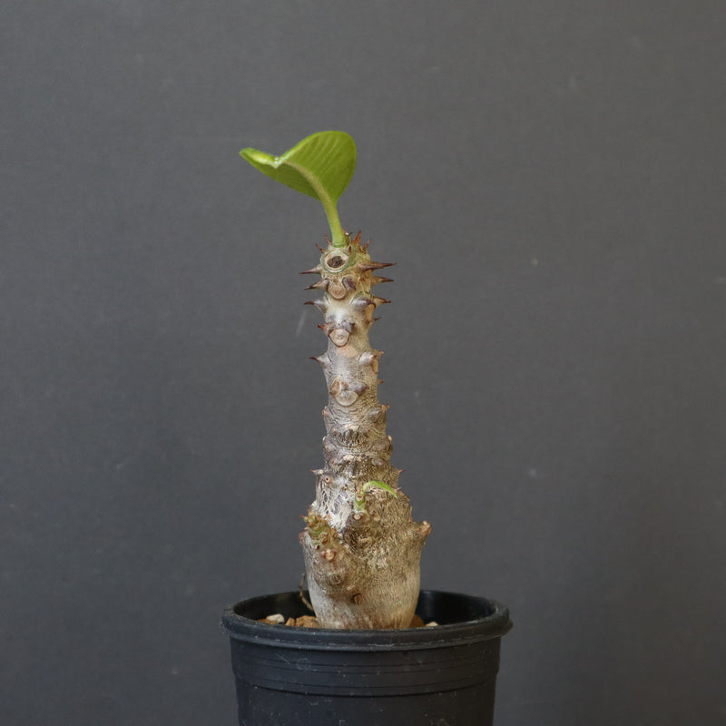 P.ウィンゾリー（実生）178