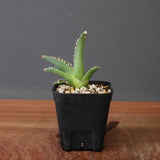 【DRAGON AGAVE】 麻花 EC2760