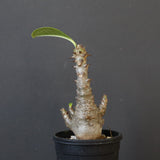 P.ウィンゾリー（実生）178