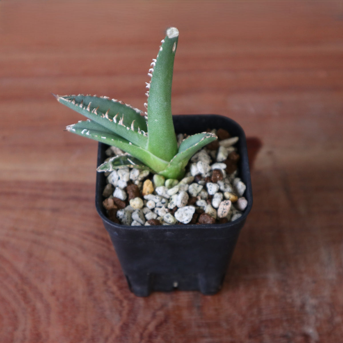 Dragon Agave – TaiShoDo ONLINE SHOP