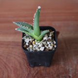 【DRAGON AGAVE】 麻花 EC2760