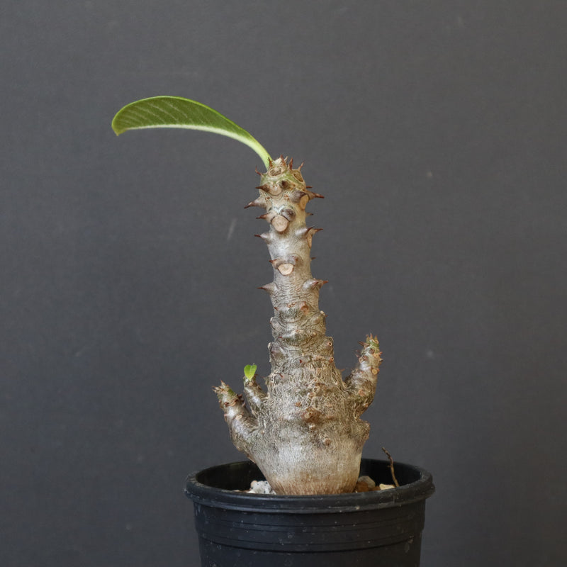 P.ウィンゾリー（実生）178