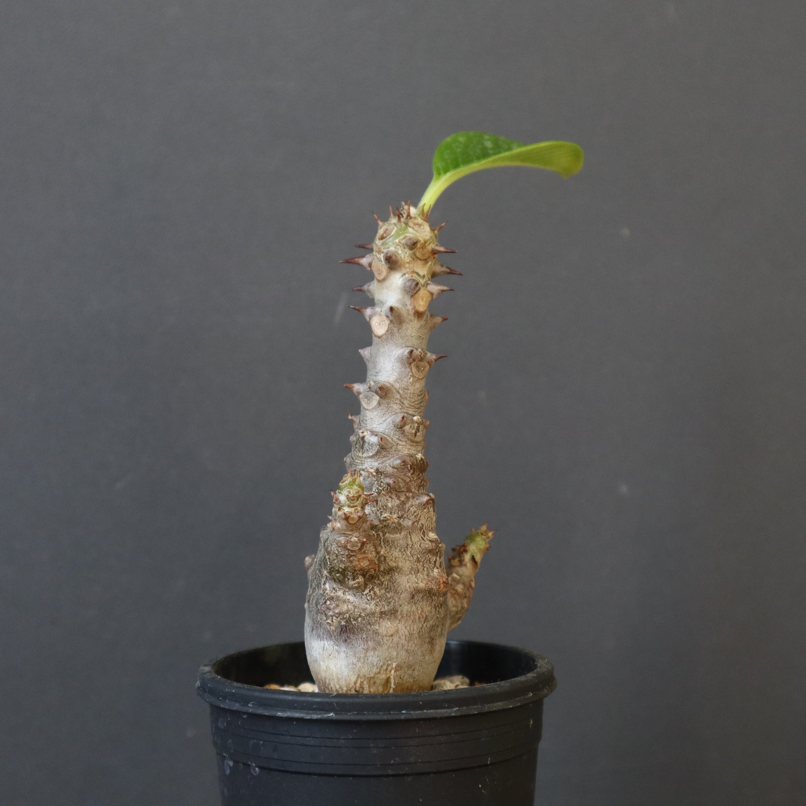 P.ウィンゾリー（実生）178 – TaiShoDo ONLINE SHOP