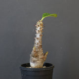 P.ウィンゾリー（実生）178