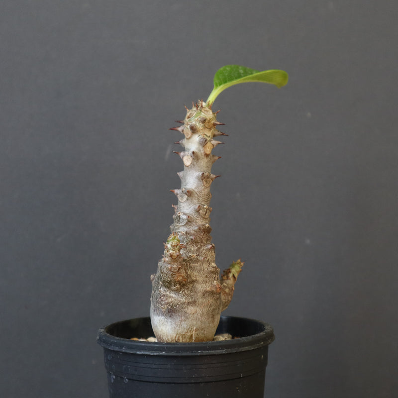 P.ウィンゾリー（実生）178