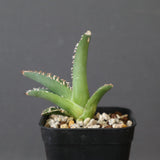 【DRAGON AGAVE】 麻花 EC2760