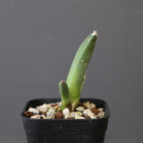【DRAGON AGAVE】 麻花 EC2760