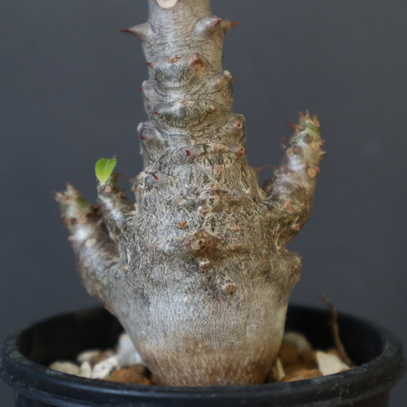 P.ウィンゾリー（実生）178