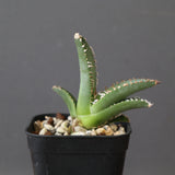【DRAGON AGAVE】 麻花 EC2760