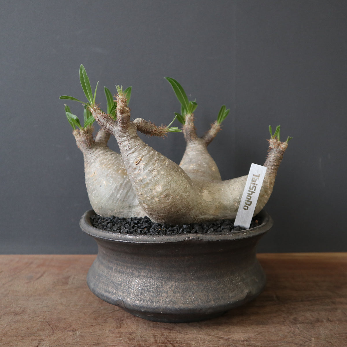 鉢 × 塊根植物 – TaiShoDo ONLINE SHOP