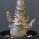 P.ウィンゾリー（実生）178