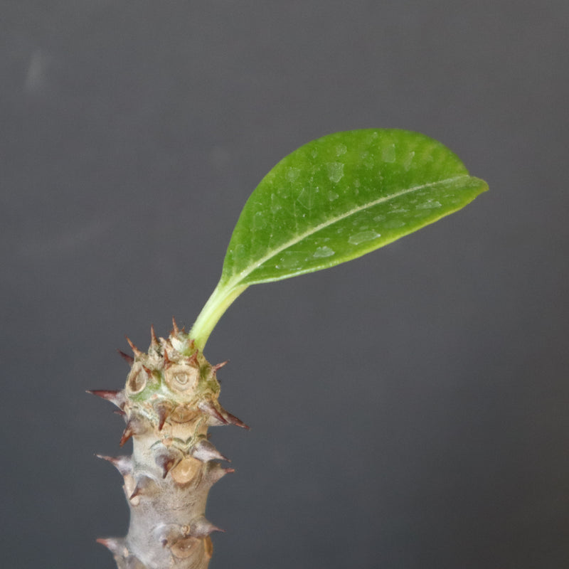 P.ウィンゾリー（実生）178