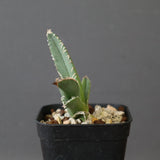 【DRAGON AGAVE】 麻花 EC2760