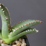 【DRAGON AGAVE】 麻花 EC2760