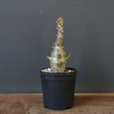 P.ウィンゾリー（実生）265