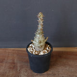 P.ウィンゾリー（実生）265