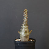 P.ウィンゾリー（実生）265