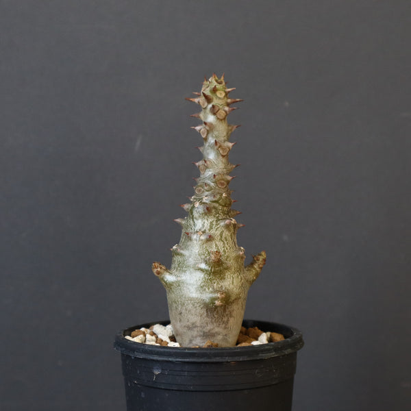 P.ウィンゾリー（実生）265