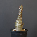 P.ウィンゾリー（実生）265