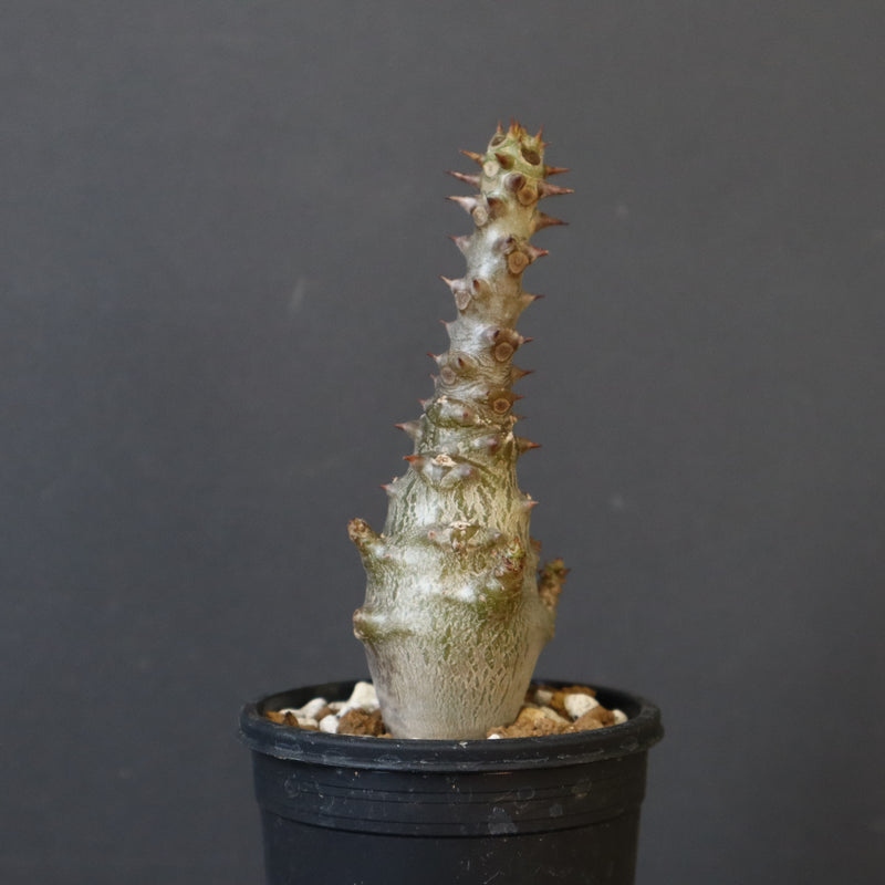 P.ウィンゾリー（実生）265