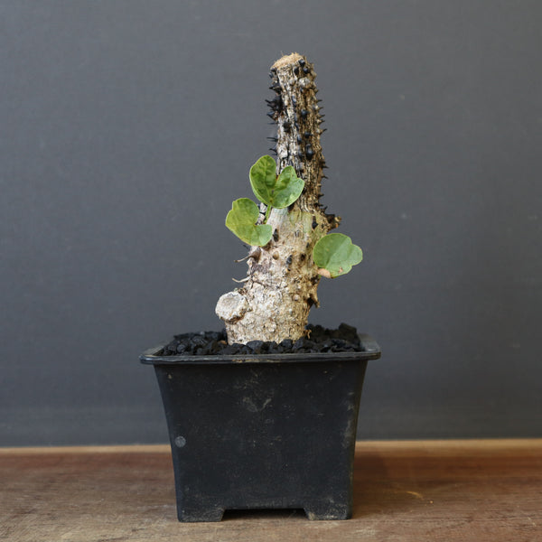 A.アクレアータ 48