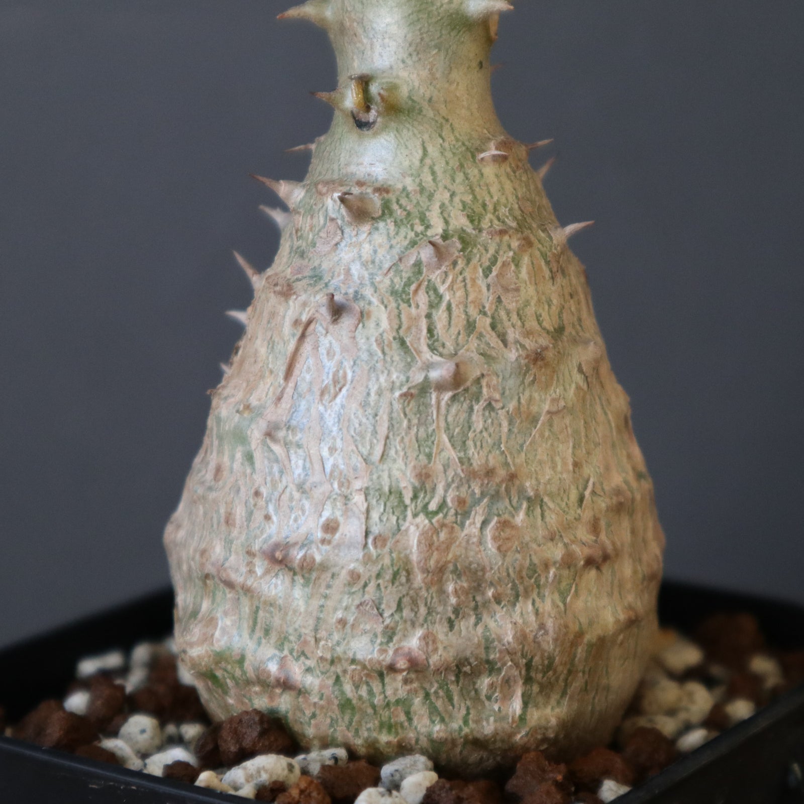P.ウィンゾリー Mサイズ（実生）45 ※未発根株 – TaiShoDo ONLINE SHOP