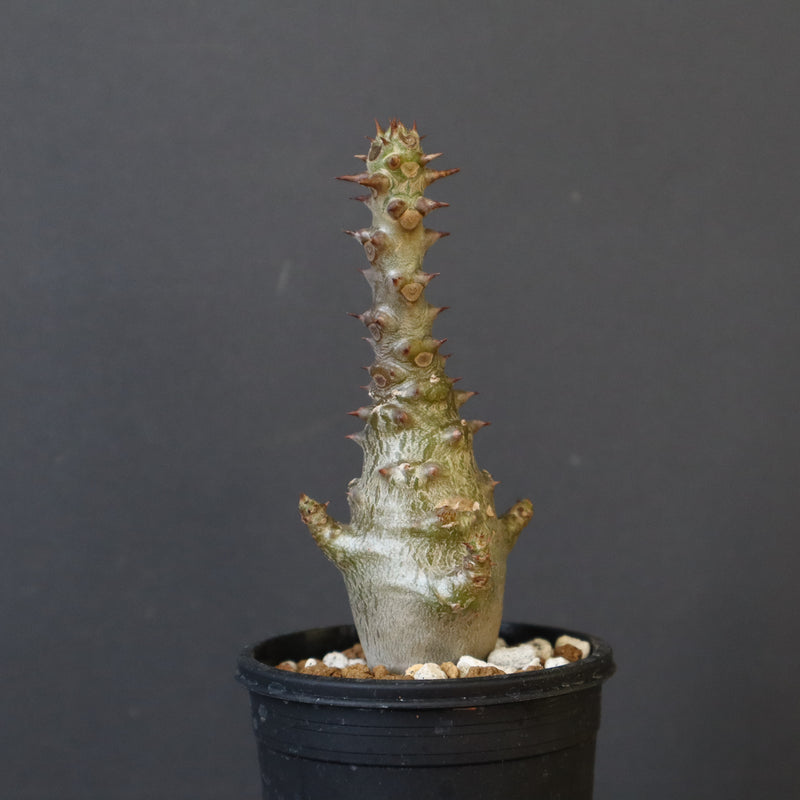 P.ウィンゾリー（実生）265