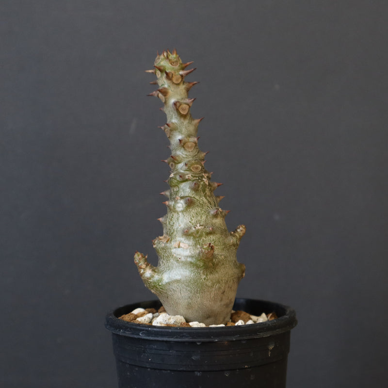 P.ウィンゾリー（実生）265