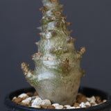 P.ウィンゾリー（実生）265