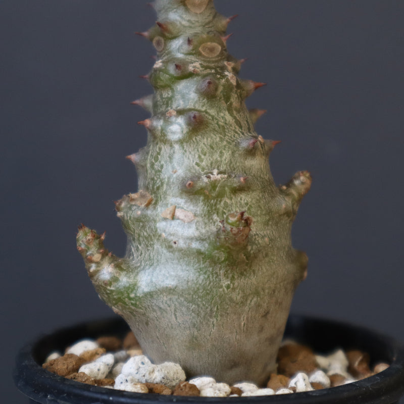 P.ウィンゾリー（実生）265