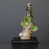 A.アクレアータ 48