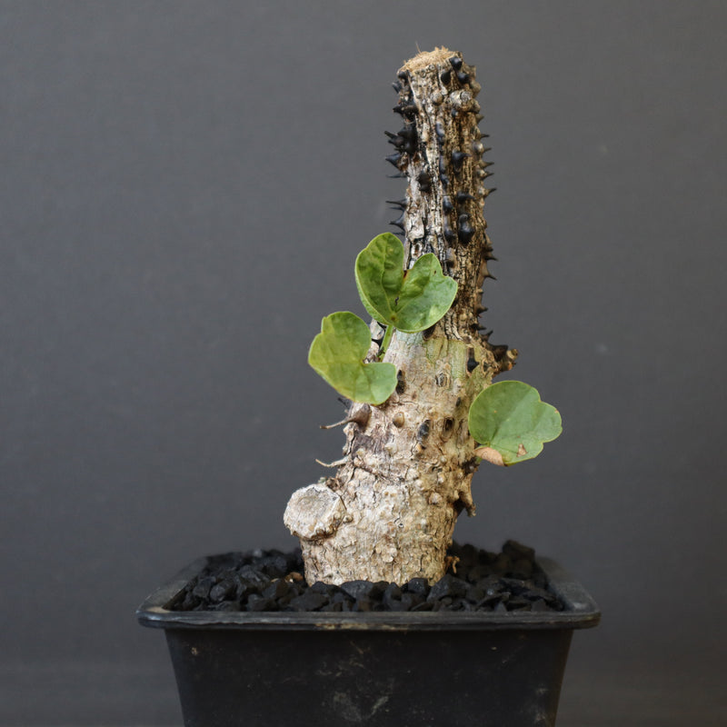 A.アクレアータ 48