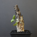 A.アクレアータ 48