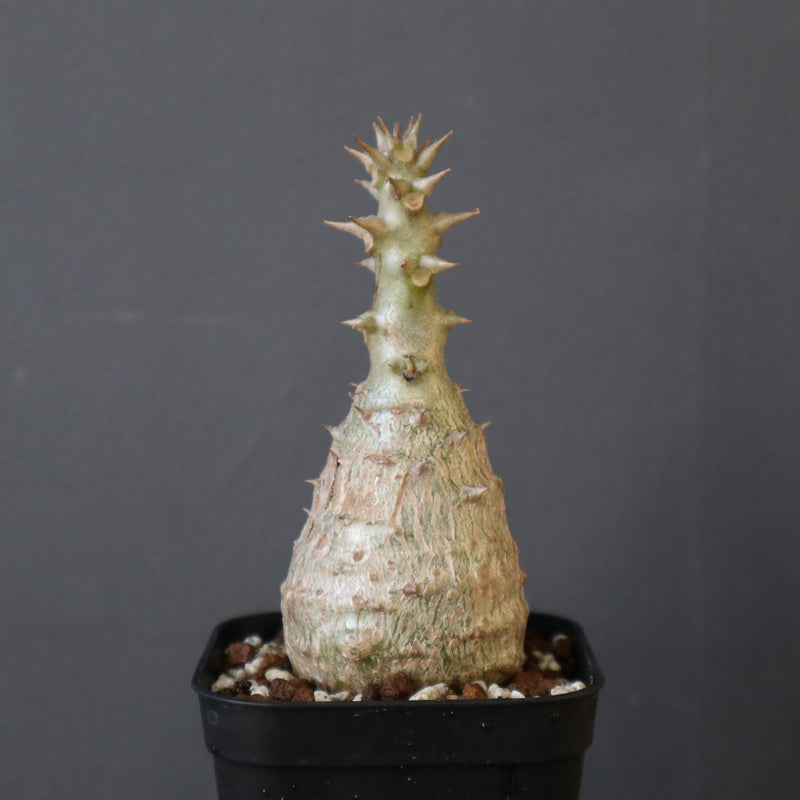 P.ウィンゾリー Mサイズ（実生）45 ※未発根株 – TaiShoDo ONLINE SHOP