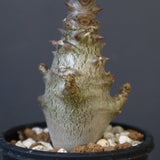 P.ウィンゾリー（実生）265